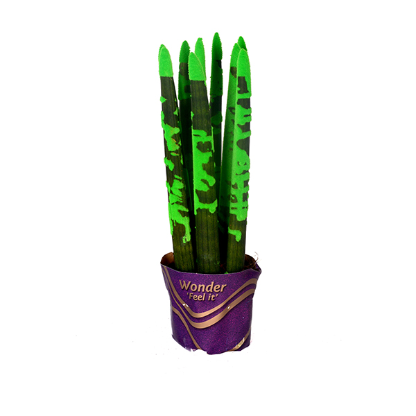 Sansevieria 2