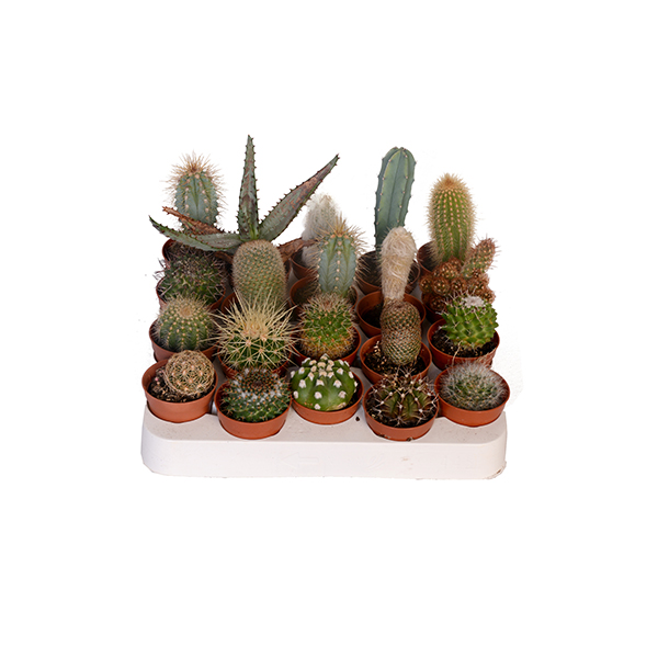 Mixed Small Cactus