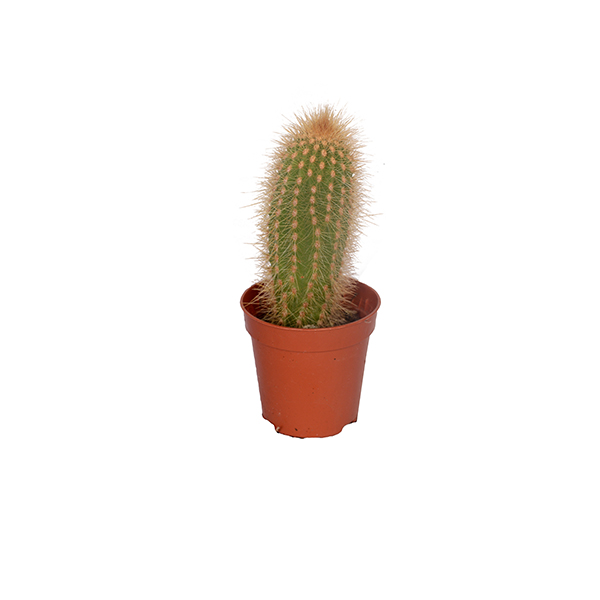 Cactus Small Size