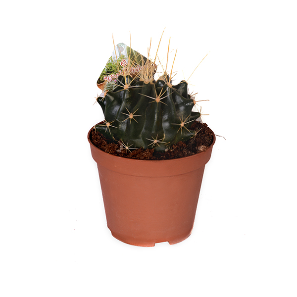 Cactus Pot Size 12 Medium Size