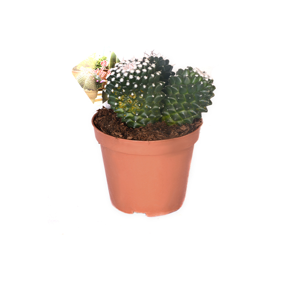 Cactus Pot Size 12 Medium Size 1