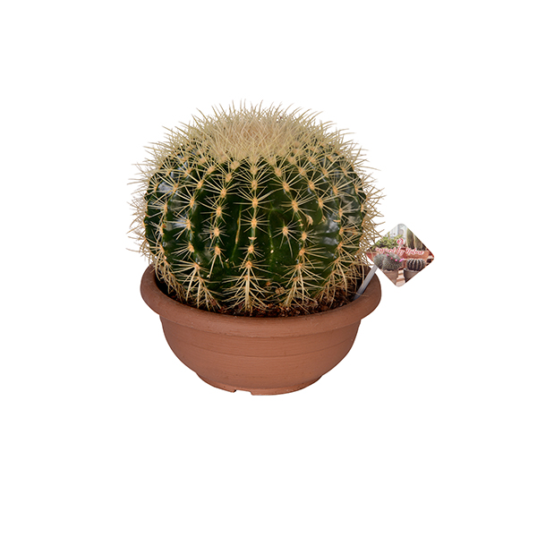 Cactus Large Size
