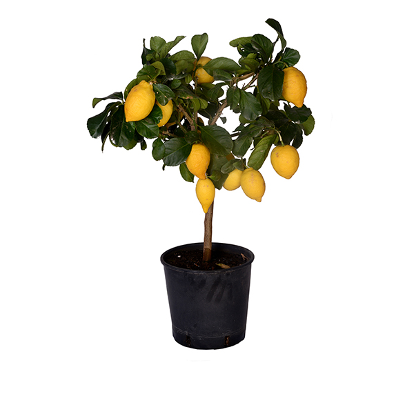 Imported Lemon Tree