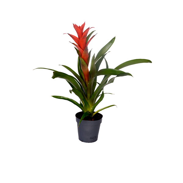 Guzmania