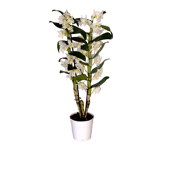 Dendrobiun (Bamboo Orchid)