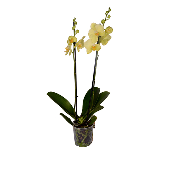 Double Branched Yellow Orchid