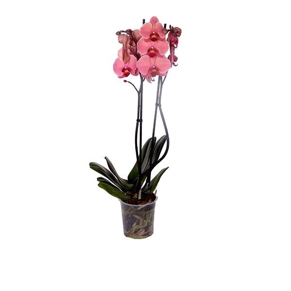 Double Branched Pink Orchid 1