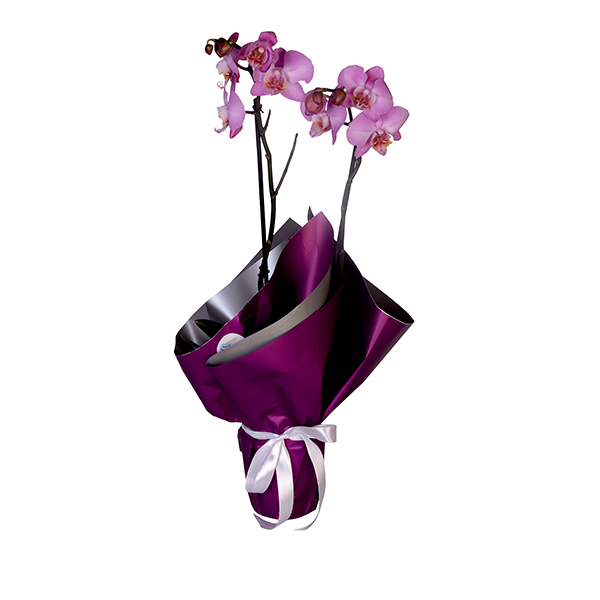 Double Branched Purple Orchid 2