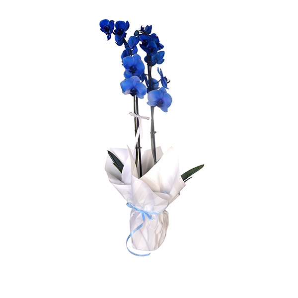 Double Branched Blue Orchid