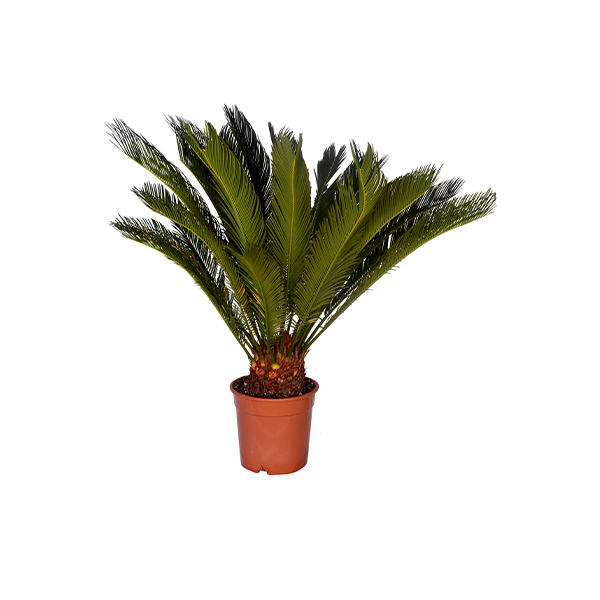 Cycas Palm