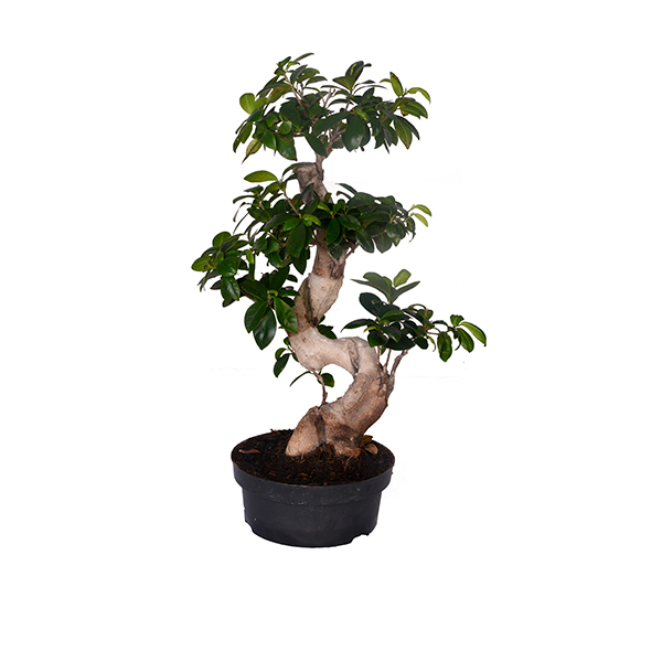 Bonsai 1