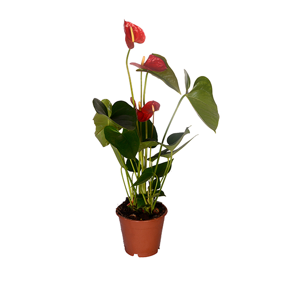 Anthurium 5