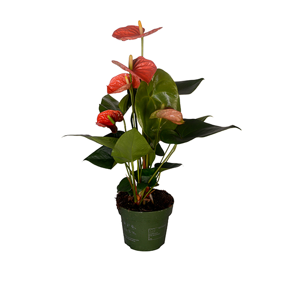 Anthurium 4