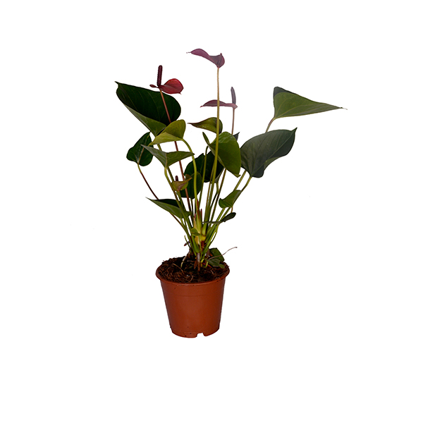 Anthurium 2