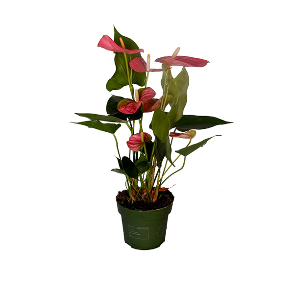 Anthurium 1