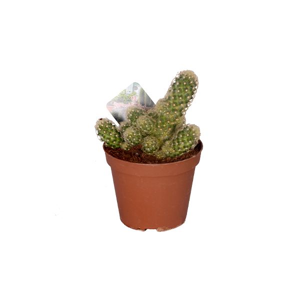 12 Potted Tall Cactus