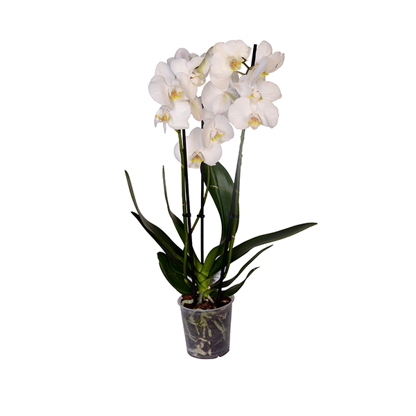 3 Branched White Orchid 2