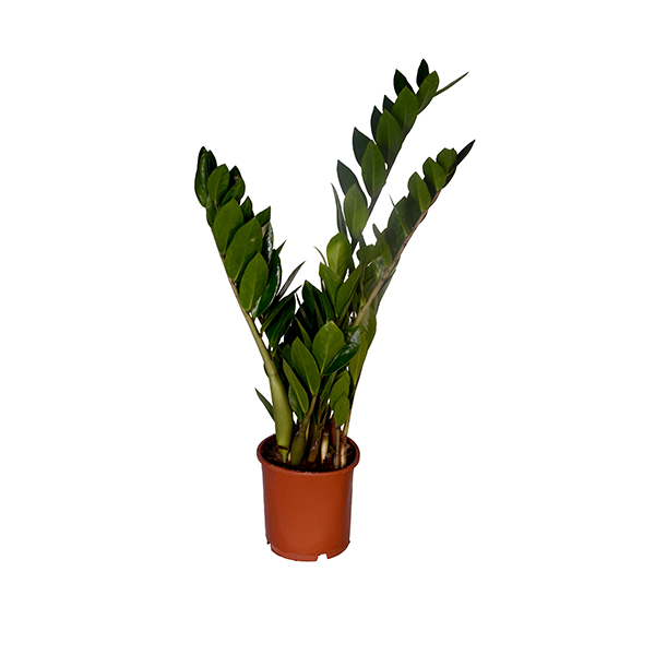 Zamia