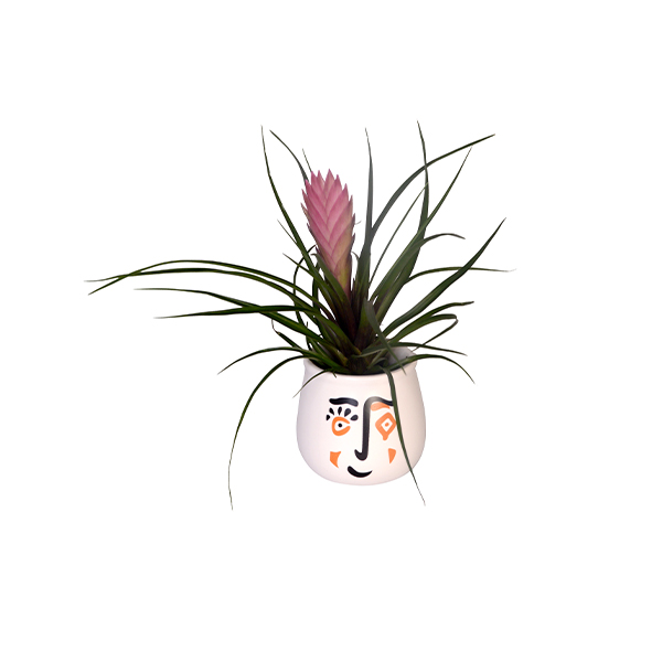 Tillandsia Air Plant 2