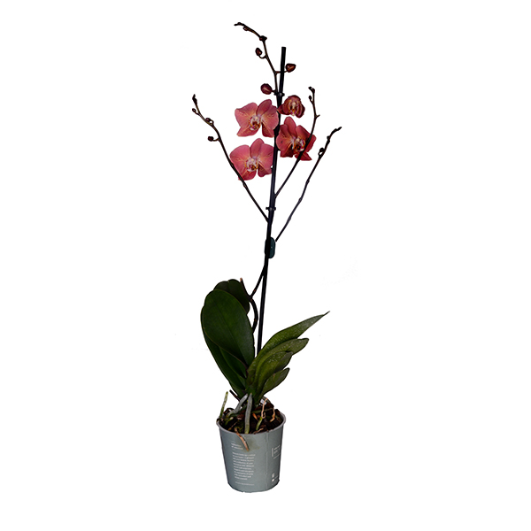 Single Branch Baby´s Mouth Orchid 1