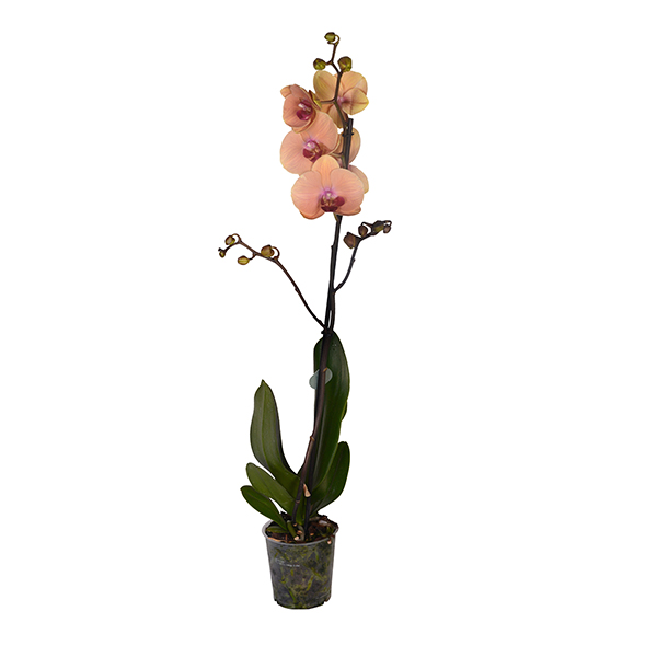 Single Branch Coloured Orchid