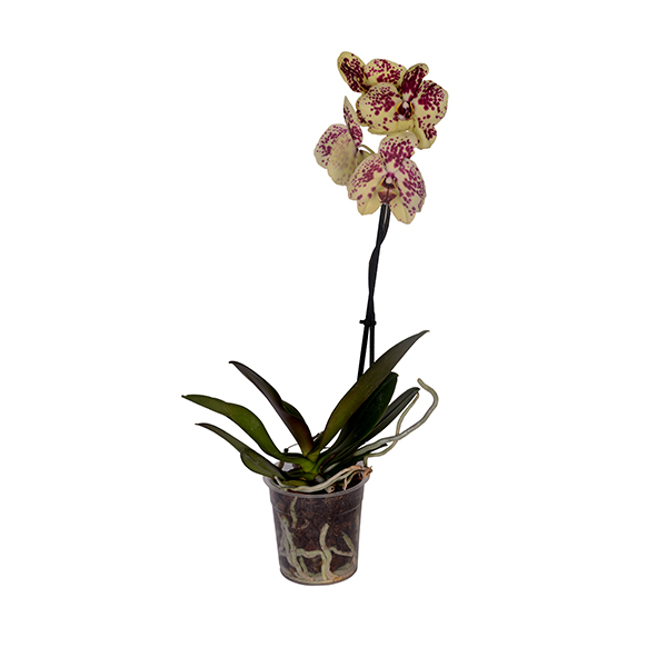 Single Branch Variegated Orchid 2