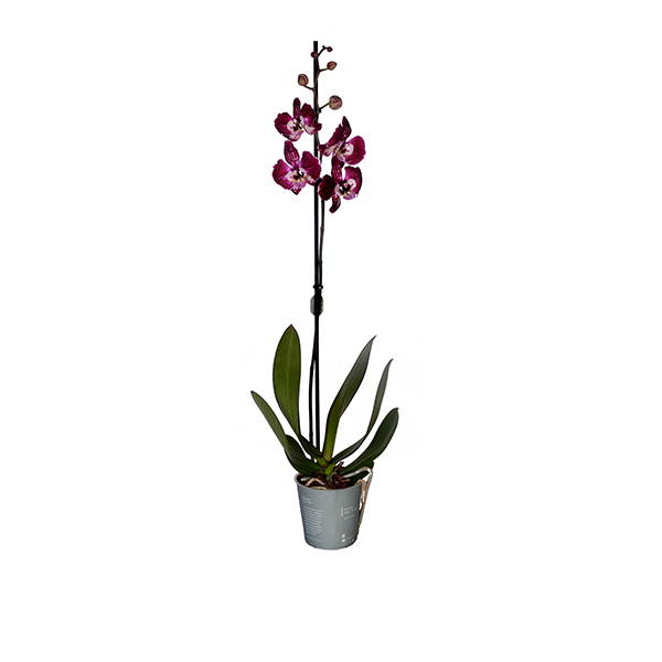 Single Branch Variegated Orchid 1