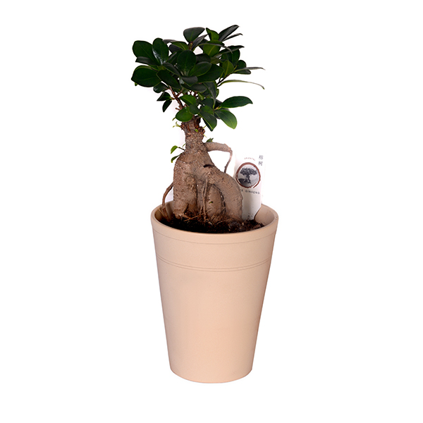 Ceramic Potted Bonsai Ginseng