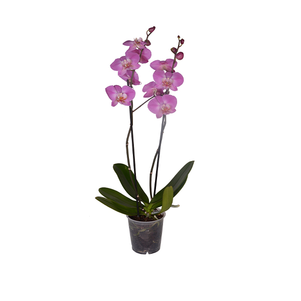 Double Branched Pink Orchid 3