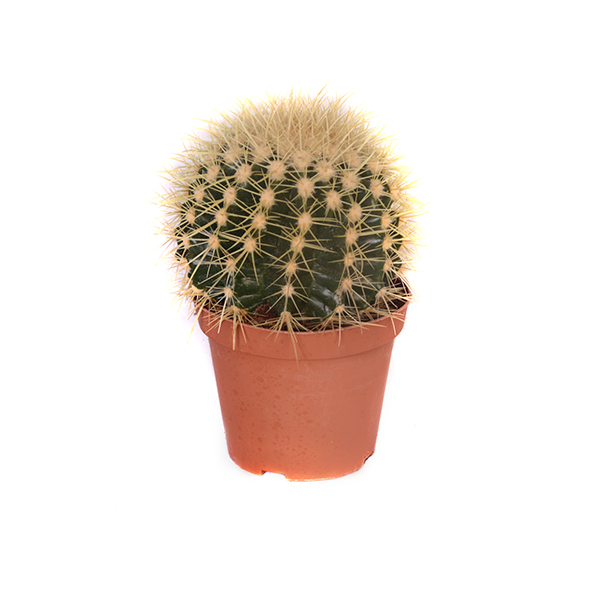 Cactus Pot 12 Medium Size