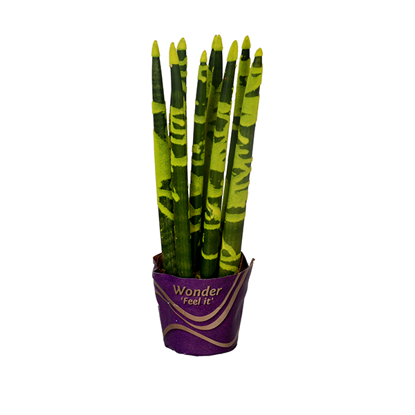 Sansevieria 3